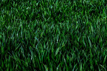 green grass texture