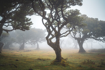 View of a misty laurel forest with moody and rainy atmosphere. Fanal forest, Madeira Island, Portugal, Europe.