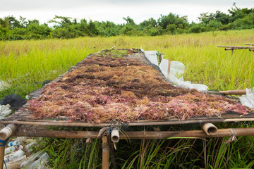 Seaweed drying. The harvested algae are dried in the sun or drained before being sold.