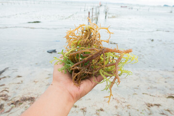 Handful of fresh seaweed in farmer's hand © Kanurism