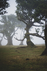 An eldar laurel tree on the flat field looks like a mystical creature in misty laurel forest. Fanal forest, Madeira Island, Portugal, Europe.