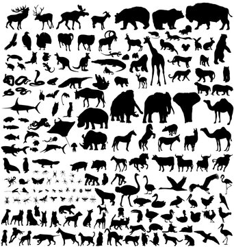 detailed silhouettes of many animals