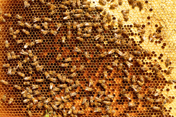 Busy Bees: Honeycomb Texture in Hive close up