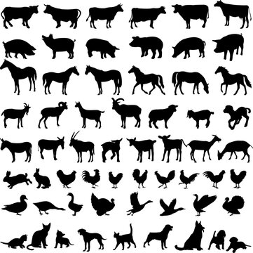 big collection of farm animals silhouettes - vector