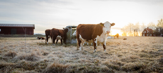Cows in Regenerative Agriculture Pasture Panorama at Sunset