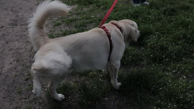 golden retriever on a leash pissing in the park. a golden retriever with a light coat urinates in the park to mark territory. Golden Retriever puppy pissing in the park. the pet walks in the fresh air