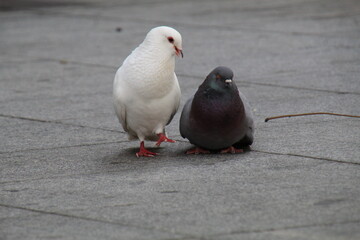 white pigeon on the ground