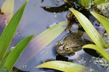 Grenouille
