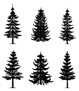 Collection of 6 pine trees on isolated white background. EPS file available.