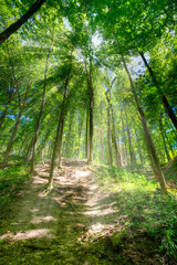 Wide angle image of the trail in the woods. HDR image