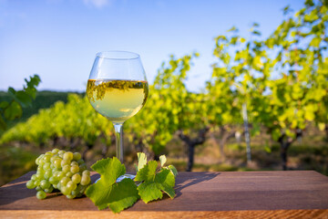 Verre de vin blanc au milieu des vignes en automne.
