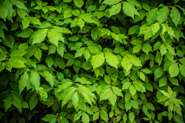Obraz premium The Green Vitality Of Spring