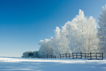 Cold winter day, beautiful hoarfrost and rime on trees