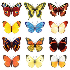 Fototapeta na wymiar Vector illustration - butterfly icon set