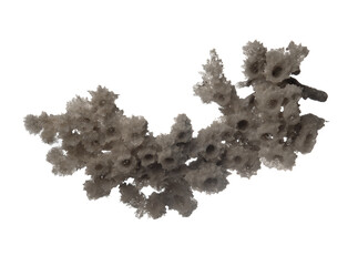 White coral fossil closeup photo on white background,piece of dead coral - 600826756