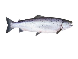 photo of fish salmon on white background