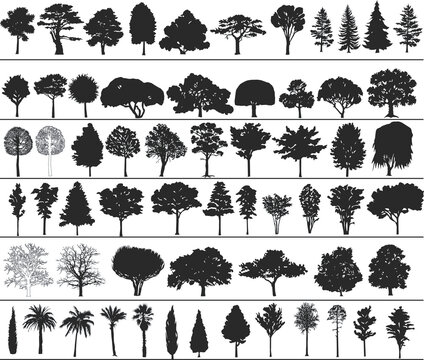 Set of black silhouettes of vector trees