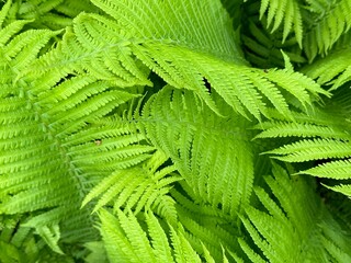 Juicy green backround of fern leaves close up, macro shot, eco system concept. Eco friendly sustainable nature, natural energy, perfect for mental health.