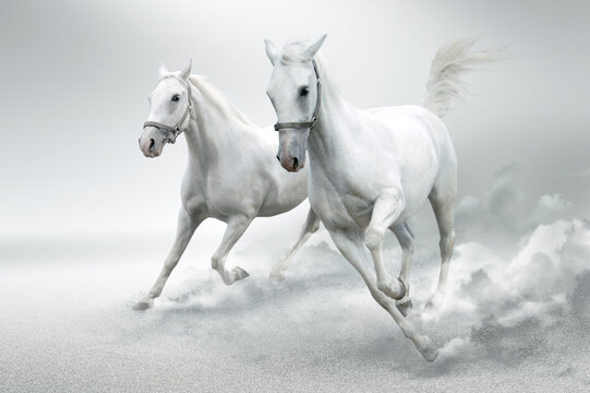 White horses in motion © Designpics