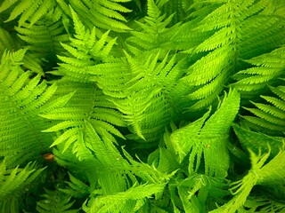 A closeup of the Green fronds on a Lady fern, a species of Athyrium filix-femina, found in Ukraine. Tropical green leaves background, eco concept, ecosystem.