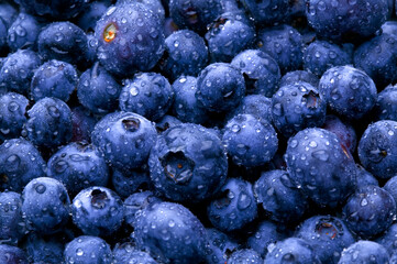 Blueberry Background Material