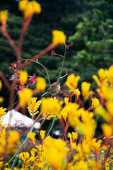 Bird and yellow flowers