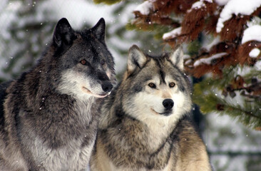 Pair of Gray wolves (Canis lupus) winter day wooded background