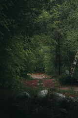 Rainy moody forest in Bulgaria.