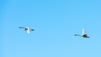 A pair of Mute Swans flying near Reculver, Herne Bay in Kent, England