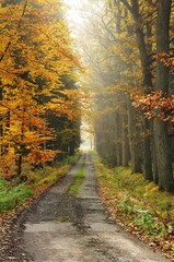 Obraz premium Autumn path with beautiful colors and fog