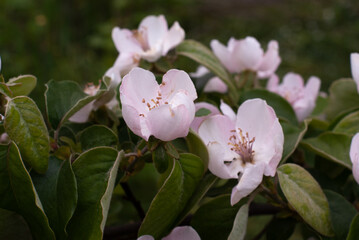Obraz premium Large apple tree flowers in spring in southern Ukraine. Pink flowers on a background of green leaves