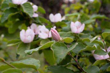 Obraz premium Large apple tree flowers in spring in southern Ukraine. Pink flowers on a background of green leaves