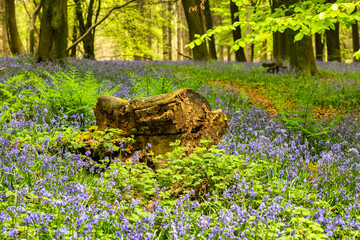 Bluebells in Kings Woods, Challock near Ashford, Kent, England