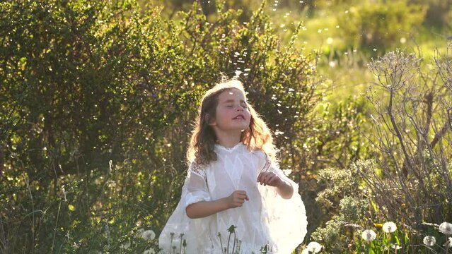 Little happy curly girl in beautiful dress blowing on white dandelions and playing with flying petals in park in sunset light. High quality 4k footage