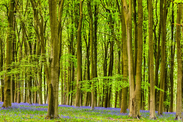 Bluebells in Kings Woods, Challock near Ashford, Kent, England