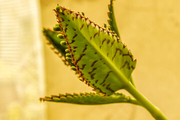 Houseplant Kalanchoe grows in a pot on the windowsill.