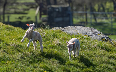 Sping lambs on the isle of Anglesey © Gail Johnson