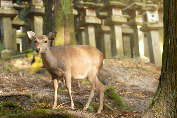 Naklejka na ściany i meble Deer near a shrine, looking up