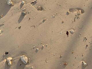 A footprint on sand beach and many shells.