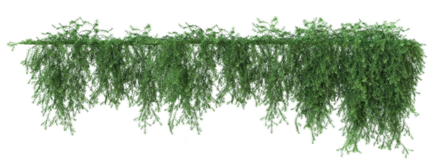 Ivy green with leaf, Trailing rosemary, creeping rosemary or prostrate rosemary. Png transparency