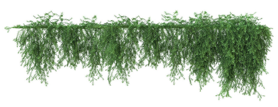Ivy green with leaf, Trailing rosemary, creeping rosemary or prostrate rosemary. Png transparency