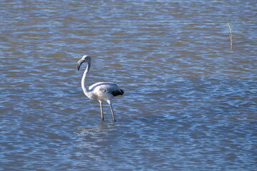 Pretty flamingos feeding silently in a quiet lagoon