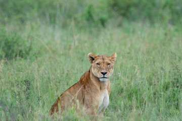 Fototapeta na wymiar Lion (lioness) sits in the tall grass of the Serengeti, looking at camera as it hunts