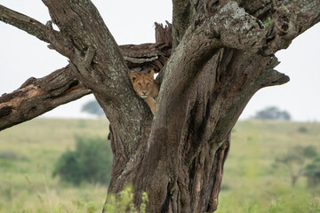 Fototapeta na wymiar Lion rests in a tree, looking at camera. Tree climbing lion in Serengeti National Park Tanzania