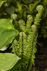 Fern leaves unfold on a flower bed in the garden. Young fern (lat. Polypodiophyta). Spring.