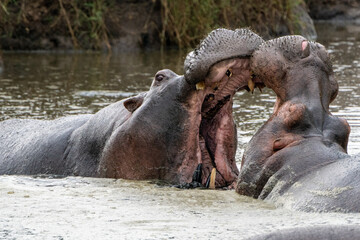 Two hippos spar and fight with their jaws in Serengeti National Park Tanzania