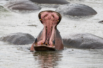 Fototapeta premium Hippopotamus with mouth open in water, showing its large teeth
