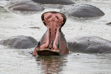 Hippopotamus with mouth open in water, showing its large teeth