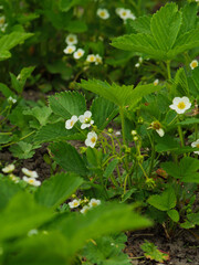 strawberry blossom on the garden bed, white strawberry flowers on a green background, growing strawberries in the garden