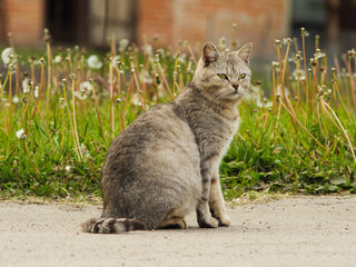 cat in the garden among dandelions. cat on a walk among the grass. gray domestic cat